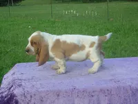 Elsie, a female Basset Hound for sale in Kansas City, MO – 3 of 6