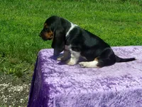 Cisco, a male Basset Hound for sale in Kansas City, MO – 4 of 10