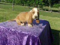 Shilo, a male Basset Hound for sale in Kansas City, MO – 2 of 8