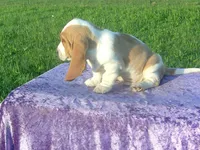 Sampson, a male Basset Hound for sale in Kansas City, MO – 4 of 6
