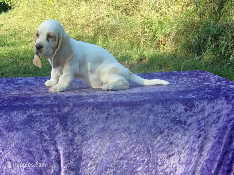 Sunny – Basset Hound puppy for sale in Kansas City, MO