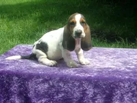 Rosie, a female Basset Hound for sale in Kansas City, MO – 3 of 8