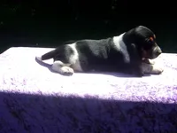 Jezzabelle, a female Basset Hound for sale in Kansas City, MO – 6 of 9