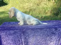 Sunny, a female Basset Hound for sale in Kansas City, MO – 6 of 9