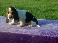 Bonnie, a female Basset Hound for sale in Kansas City, MO – 4 of 4