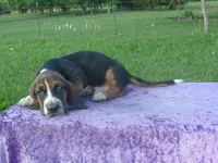 Hanson, a male Basset Hound for sale in Kansas City, MO – 4 of 7