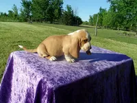 Truman, a male Basset Hound for sale in Kansas City, MO – 2 of 7