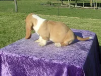 Truman, a male Basset Hound for sale in Kansas City, MO – 4 of 7