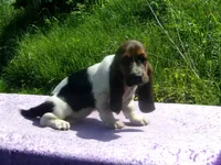 Chloe, a female Basset Hound for sale in Kansas City, MO – 3 of 8