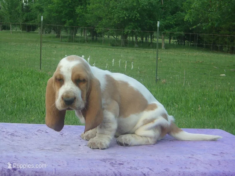 Elsie – Basset Hound puppy for sale in Kansas City, MO