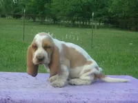 Elsie, a female Basset Hound for sale in Kansas City, MO – 1 of 6