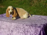 Bentley, a male Basset Hound for sale in Kansas City, MO – 5 of 8