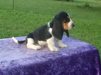 Winston, a male Basset Hound for sale in Kansas City, MO – 8 of 9