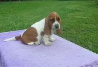 Dixie, a female Basset Hound for sale in Kansas City, MO – 4 of 6