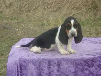 Abigale, a female Basset Hound for sale in Kansas City, MO – Photo 3 of 6