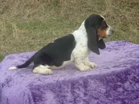 Abigale, a female Basset Hound for sale in Kansas City, MO – Photo 2 of 6