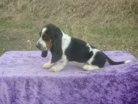 Abigale, a female Basset Hound for sale in Kansas City, MO – Photo 4 of 6