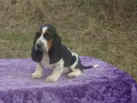 Abigale, a female Basset Hound for sale in Kansas City, MO – Photo 6 of 6