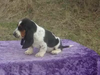 Abigale, a female Basset Hound for sale in Kansas City, MO – Photo 5 of 6