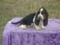 Abigale, a female Basset Hound for sale in Kansas City, MO – Photo 1 of 6