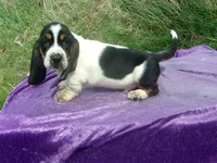Hobo, a male Basset Hound for sale in Kansas City, MO – Photo 4 of 6