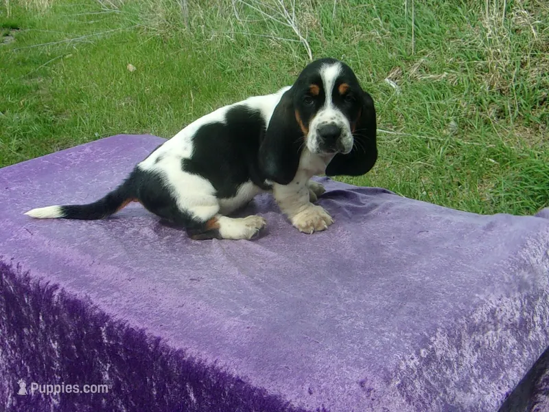 Hobo – Basset Hound puppy for sale in Kansas City, MO