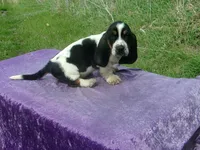 Hobo, a male Basset Hound for sale in Kansas City, MO – Photo 1 of 6