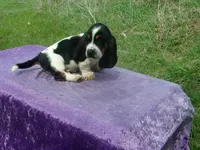Hobo, a male Basset Hound for sale in Kansas City, MO – Photo 3 of 6
