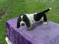 Hobo, a male Basset Hound for sale in Kansas City, MO – Photo 5 of 6