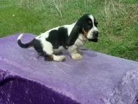 Hobo, a male Basset Hound for sale in Kansas City, MO – Photo 2 of 6