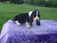 Thurman, a male Basset Hound for sale in Kansas City, MO – 4 of 8