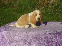Bentley, a male Basset Hound for sale in Kansas City, MO – 2 of 8