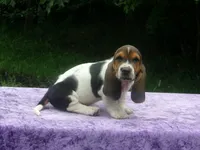 Sammie, a male Basset Hound for sale in Kansas City, MO – 7 of 7