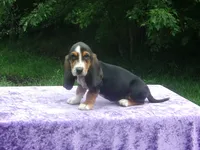 Sadie, a female Basset Hound for sale in Kansas City, MO – 5 of 9