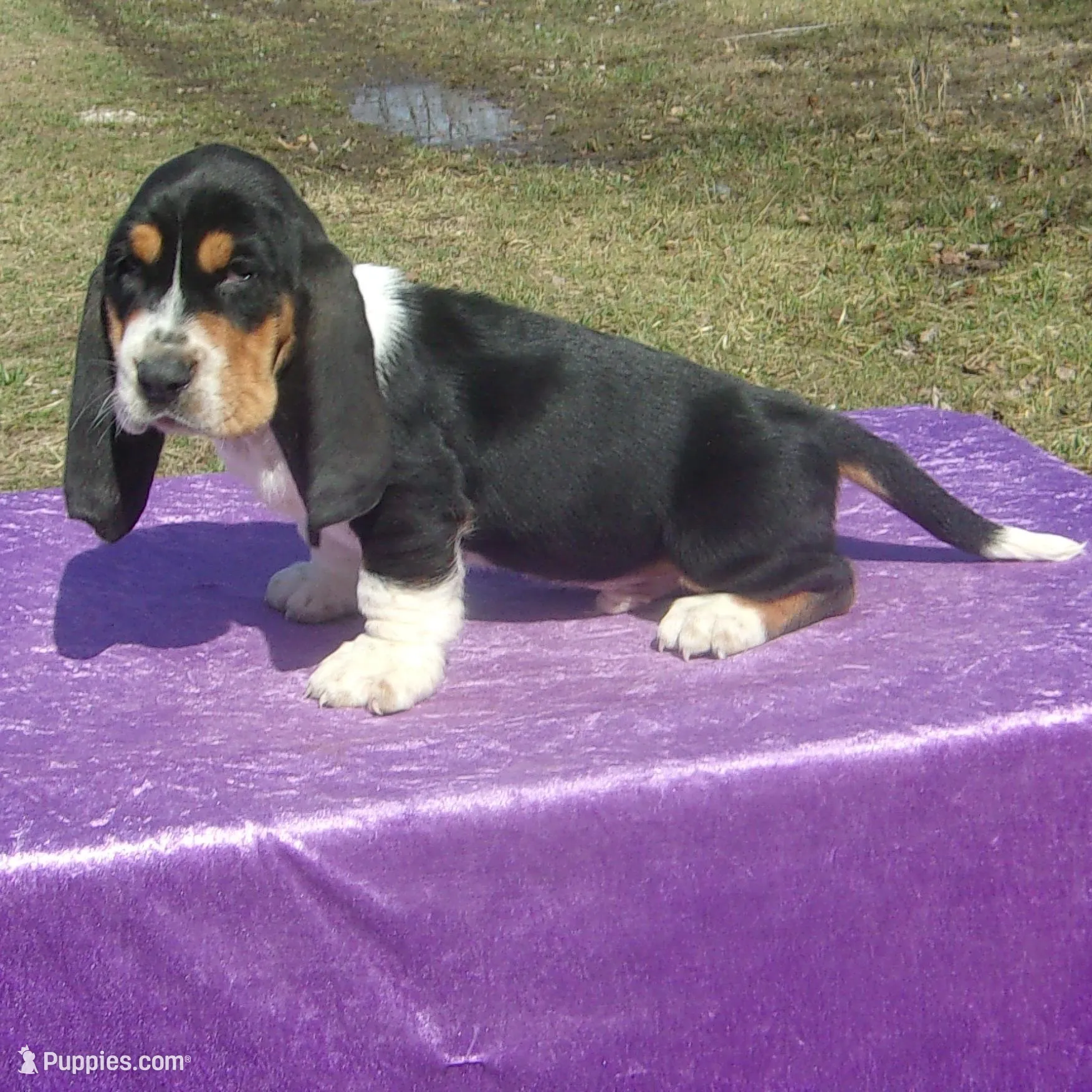 Sampson – Basset Hound puppy for sale in Kansas City, MO