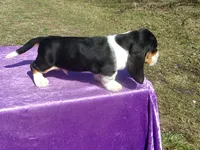 Sampson, a male Basset Hound for sale in Kansas City, MO – Photo 3 of 6