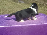 Sampson, a male Basset Hound for sale in Kansas City, MO – Photo 6 of 6