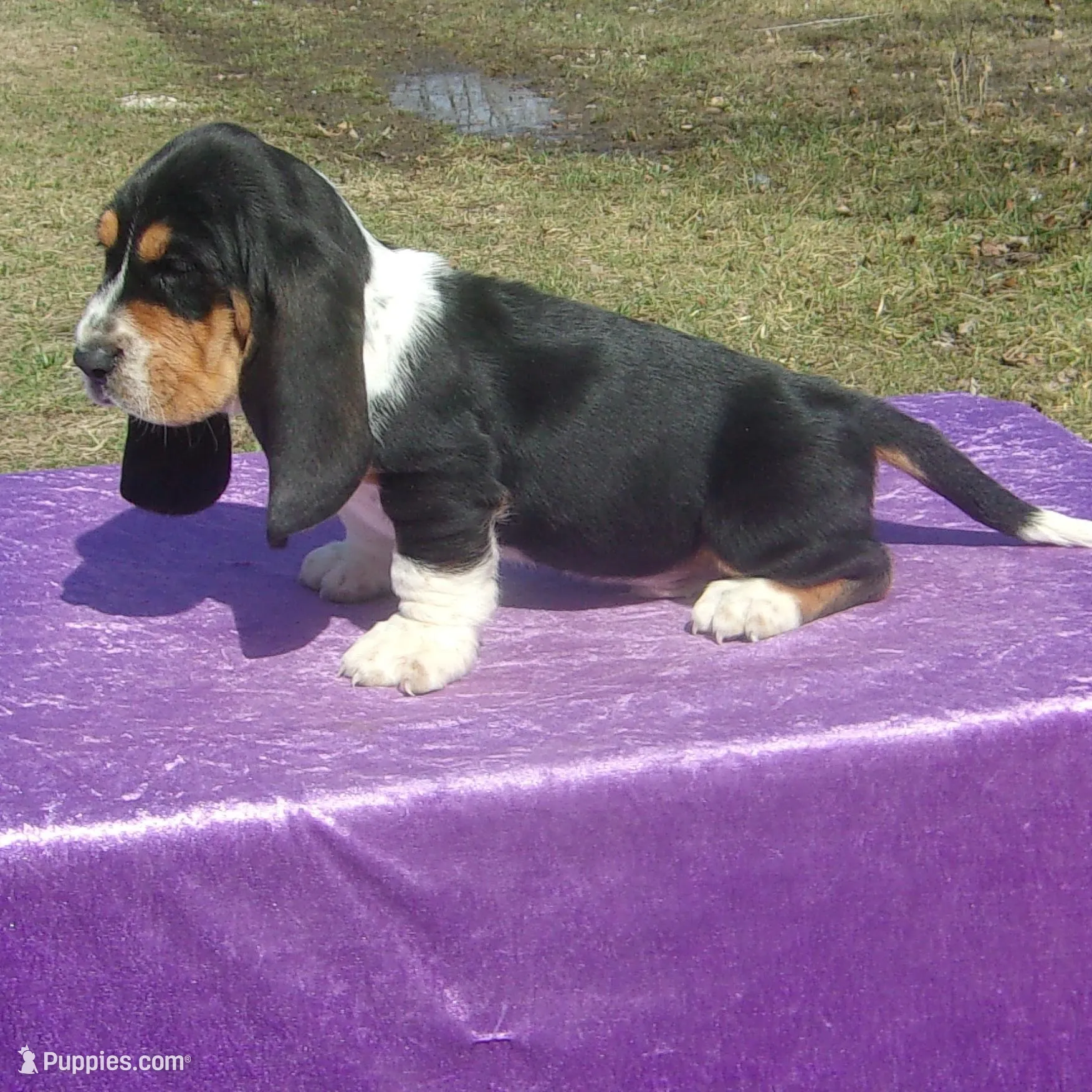 Sampson, a male Basset Hound for sale in Kansas City, MO – Photo 5 of 6