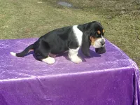 Sampson, a male Basset Hound for sale in Kansas City, MO – Photo 4 of 6