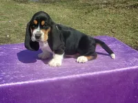 Sampson, a male Basset Hound for sale in Kansas City, MO – Photo 2 of 6