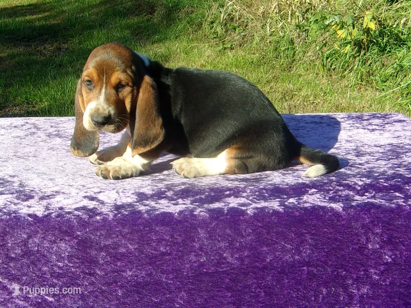 Angus – Basset Hound puppy for sale in Kansas City, MO
