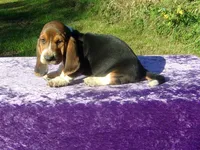 Angus, a male Basset Hound for sale in Kansas City, MO – 1 of 2