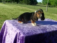 Oakley, a male Basset Hound for sale in Kansas City, MO – 1 of 5