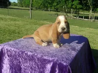 Shilo, a male Basset Hound for sale in Kansas City, MO – 4 of 8