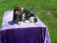 Chloe, a female Basset Hound for sale in Kansas City, MO – 7 of 8