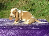 Abner, a male Basset Hound for sale in Kansas City, MO – 1 of 3