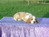 Sampson, a male Basset Hound for sale in Kansas City, MO – 2 of 6