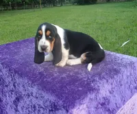 Thurman, a male Basset Hound for sale in Kansas City, MO – 6 of 8