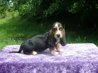 Sadie, a female Basset Hound for sale in Kansas City, MO – 1 of 9