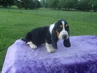 Thurman, a male Basset Hound for sale in Kansas City, MO – 3 of 8